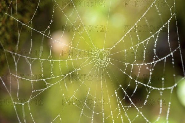Spider web with raindrops, Poás National Park, central highlands, Alajuela province, Costa Rica,