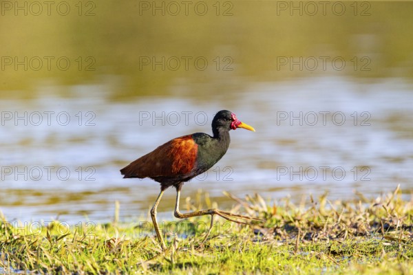 Red-fronted leaflet (Jacana jacana) Pantanal Brazil