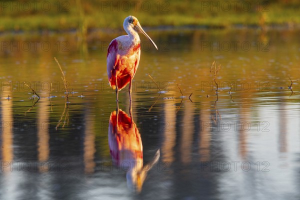 Roseate spoonbill (Ajaia ajaja) Pantanal Brazil