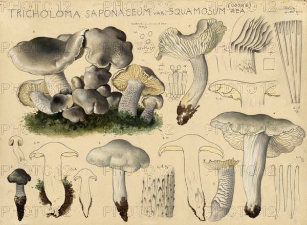 Mushroom, mushroom, soapwort, Tricholoma saponaceum, authentic reproduction of an illustration by