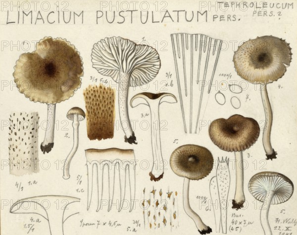 Mushroom, fungi, Hygrophorus agathosmus, syn. Limacium pustulatum, authentic reproduction of an