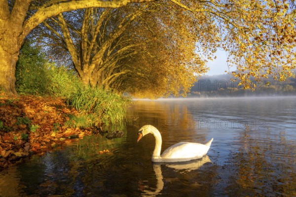 Autumnal colours at the Platanen Allee, Hardenberg Ufer, lakeside path at Lake Baldeney, near Haus