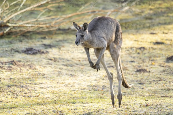 Eastern Gray Kangaroo (Macropus giganteus) jumping on a meadow, captive, occurance Australia,