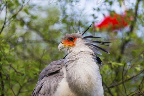 Secretary bird (Sagittarius serpentarius), a portrait study of an adult bird, native to sub-Saharan