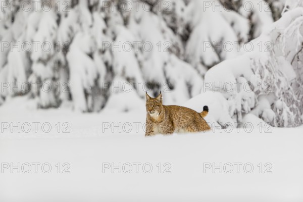 One young male Eurasian lynx, (Lynx lynx), walking through deep snow covered undergrowth in a