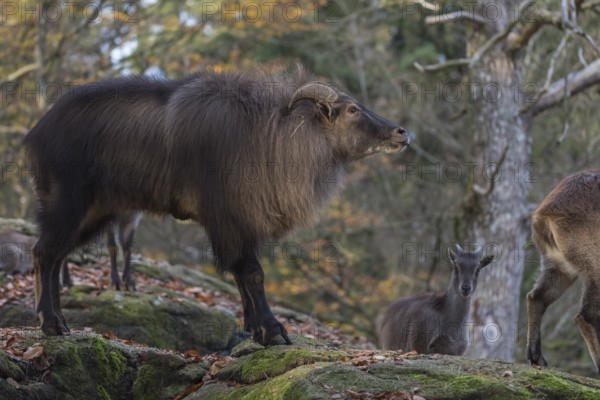 One female and one male Himalayan Tahr (Hemitragus jemlahicus) standing in a forest. Green and