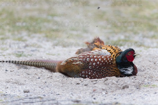 Common pheasant (Phasianus colchicus), Ring-necked pheasant, cock or male bird, taking a dust bath