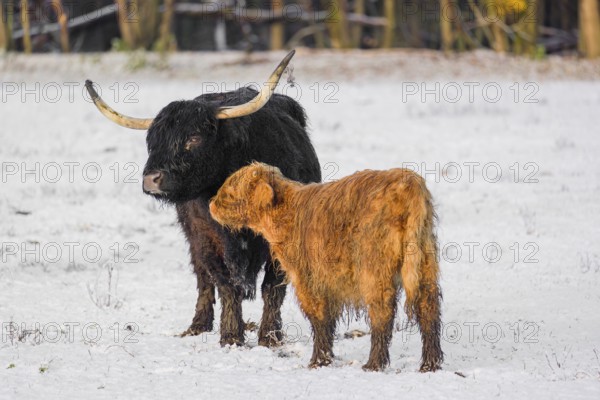 A highland cow (Bos primigenius taurus) and her calf stand at the edge of a forest on a