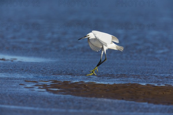 Little Egret (Egretta garzetta), adult bird in flight, about to land on mudflats, North Sea, Holy