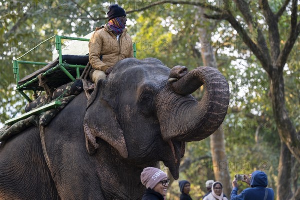 Tourists ride elephants during a safari at Kaziranga National Park on December 5, 2024 in
