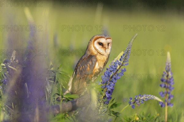One barn owl (Tyto alba) sitting on a branch lying in a field of flowering lupines in late evening