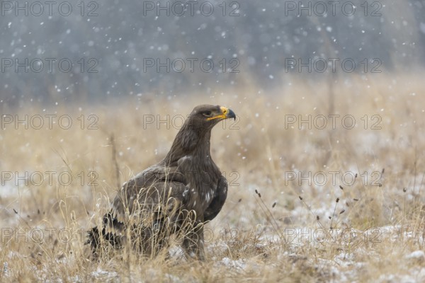 One steppe eagle, Aquila nipalensis, sitting on a snowy meadow during snowfall. Trees and grass in