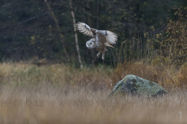 One Siberian Eagle Owl (Bubo bubo sibiricus) flying over tall reed grass lakeshore on an autumnal
