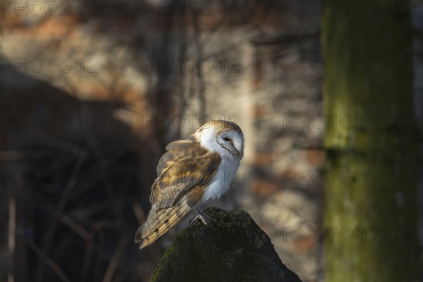 One barn owl (Tyto alba) sitting on top of a tree stump. Spotlight on the bird and a wall of a ruin