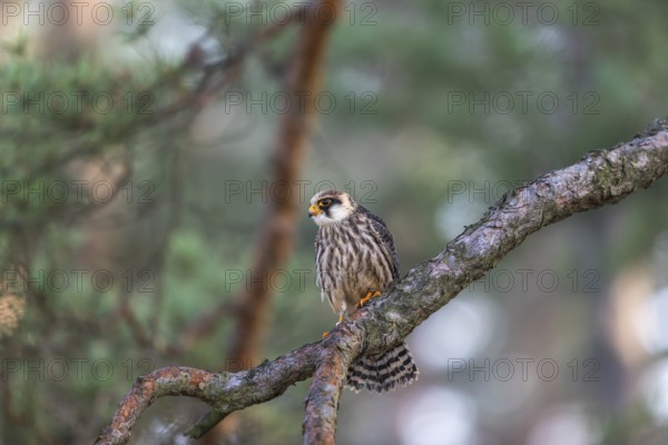 One female red-footed falcon (Falco vespertinus) sitting on a twig of a tree in a forest. Green
