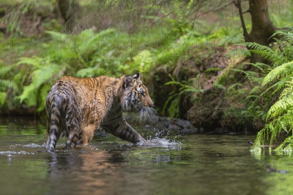 One young female Siberian Tiger, Panthera tigris altaica, walking thru the cool fresh water of a