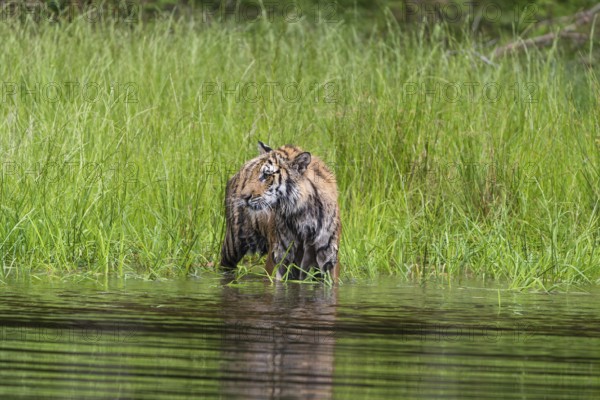 One young female Siberian Tiger, Panthera tigris altaica, running thru the shallow water of a pond