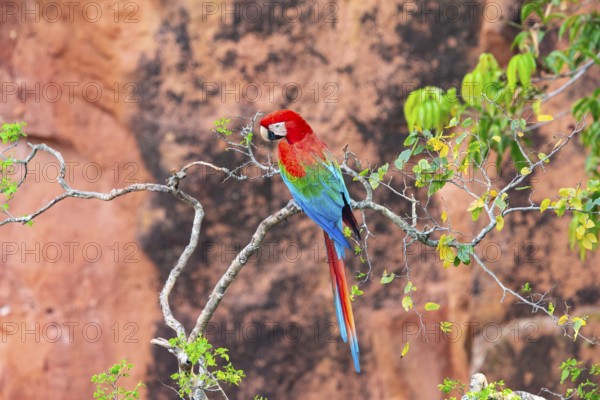 Red-and-green macaw (Ara chloropterus) Buraco das Araras Brazil