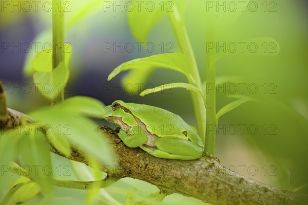 A European tree frog (Hyla arborea) rests on a twig of a bush