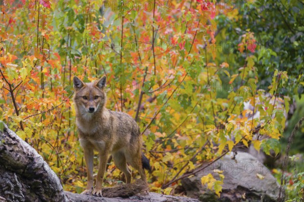 One golden jackal (Canis aureus) stands on a fallen tree trunk. Behind him is a tree in intense