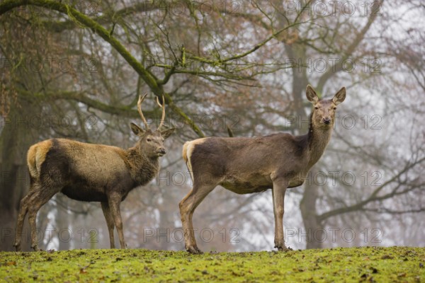 A Red Deer hind (Cervus elaphus) and a young stag stand on a green meadow at a forest edge on a