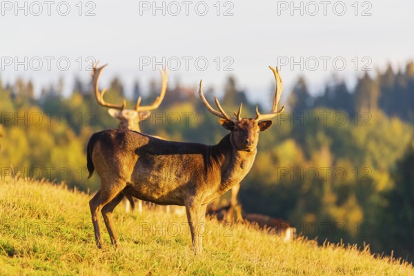 A herd of fallow deer (Dama dama) stands on a meadow on hilly ground and enjoys the first light of