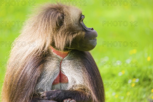 Portrait of an adult male Gelada (Theropithecus gelada), or bleeding-heart monkey, resting on a