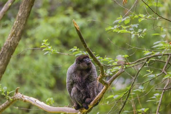 A common woolly monkey, brown woolly monkey, or Humboldt's woolly monkey (Lagothrix lagothricha)