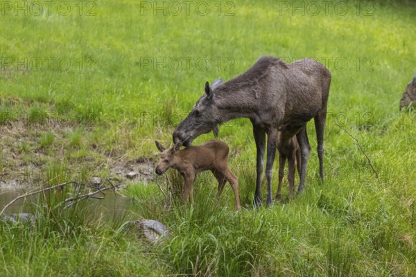 Two baby moose or elk (19 days old, born May 8, 2020) and their mother, Alces alces, standing on a
