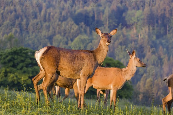 A group of female Altai maral, Altai wapiti or Altai elk (Cervus canadensis sibiricus) stand in a