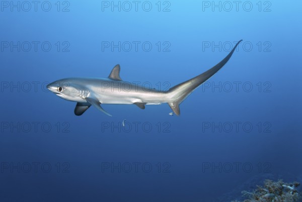 Common thresher, thresher, shark, (Alopias vulpinus), swimming with cleaner wrasse (Labroides
