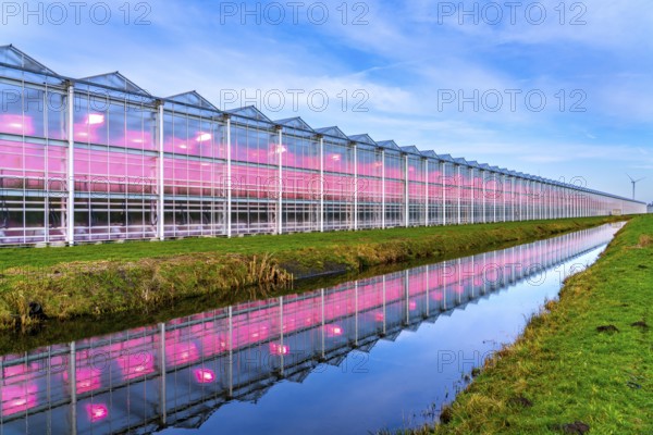 Large greenhouses for cucumbers and strawberries, over 10 hectares, the plants are artificially