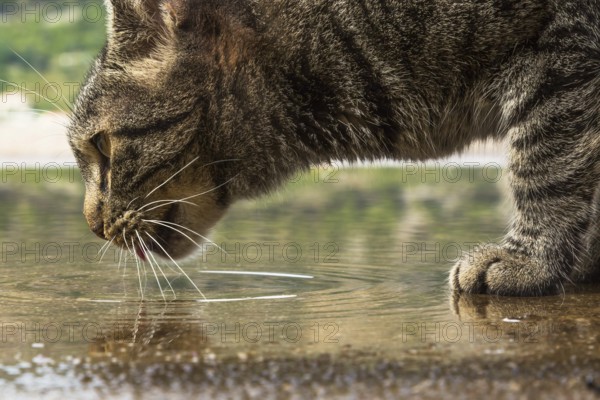 Eye level view of grey colored feral Felis catus - Cat drinking in a puddle of stagnant water, Old