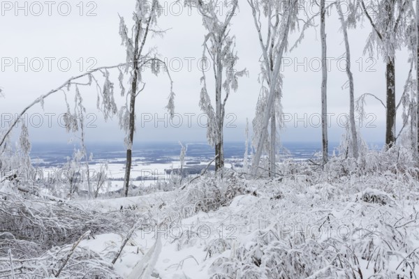 Winter landscape with view on the mountain top of Czorneboh, trees thickly covered with snow and