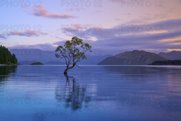 A tree stands in a lake, surrounded by mountains and pink dawn, summer, Lake Wanaka, Wanaka, Otago,