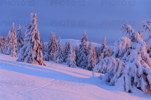 Winter magic at the Wossecker Baude at dusk, snow-covered trees in the evening light, Harrachsdorf