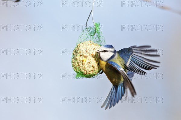 Blue tit (Cyanistes caeruleus, syn.: Parus caeruleus), approaching a tit dumpling, winter feeding