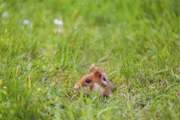 A European hamster (Cricetus cricetus), Eurasian hamster, black-bellied hamster or common hamster,