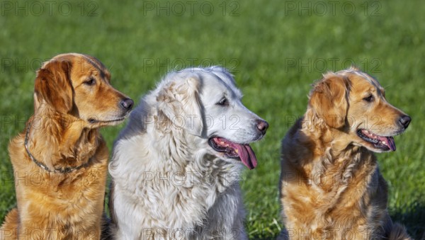 Golden retriever dog with cream coloured coat sitting outside amongst two golden retrievers in