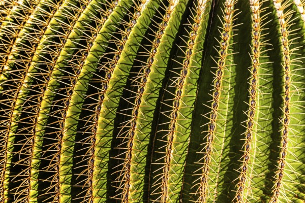 2016, Guatiza, Lanzarote, Jardin de Cactus by Cesar Manrique, ESP, Spain, Canary Islands, Canary