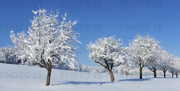 Row of trees covered in deep snow against a blue sky, Horben, Lindenberg, Freiamt, Canton Aargau,