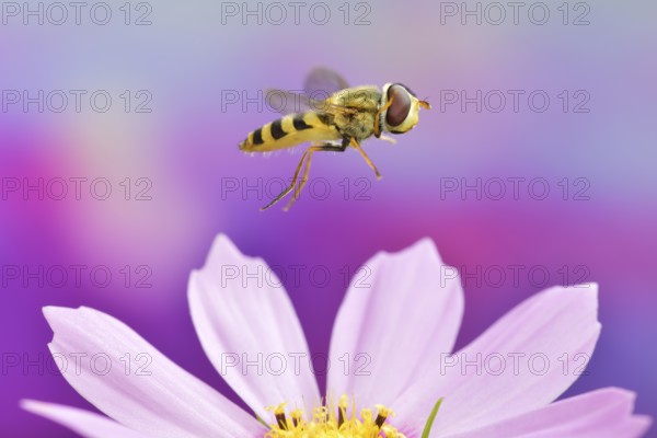 Syrphus ribesii (Syrphus ribesii) in flight on the flower of an ornamental basket (Cosmos