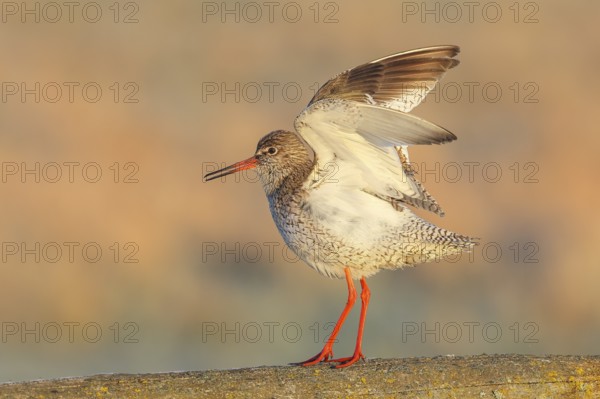 Redshank, (Tringa totanus), mating on a pasture fence, Wildlife, Animals, Birds, Snipe family,