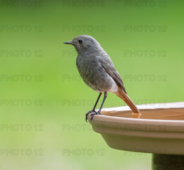 Black redstart (Phoenicurus ochruros), female standing on a bird bath, Lower Saxony, Germany,