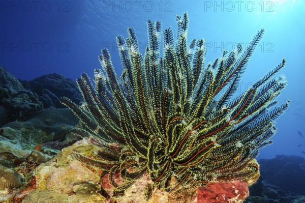 Close-up of Noble feather star (Comaster nobilis) Hair star filters zooplankton phytoplankton from
