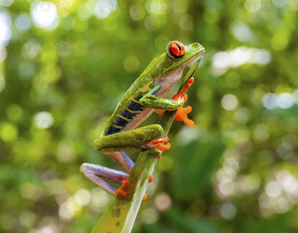 Red-eyed tree frog (Agalychnis callidryas), sitting on a branch, Heredia province, Costa Rica,