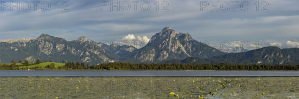 Lake Hopfensee, lakeshore with numerous water lilies, behind it the Tegelberg and the Säuling,