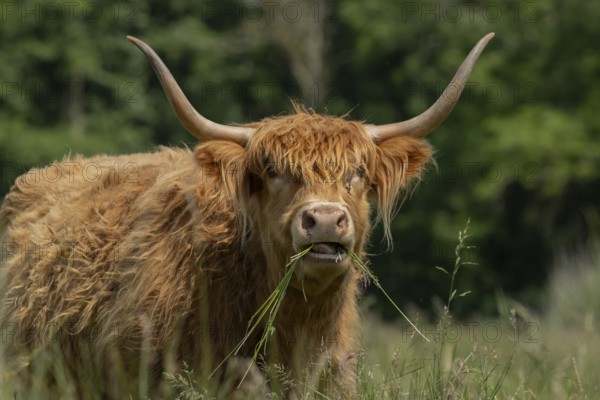 Highland cattle or cow (Bos taurus taurus) adult farm animal eating grass in a field, England,