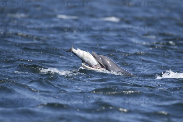 Common bottlenose dolphin (Tursiops truncatus) adult marine mammal eating a salmon fish on the
