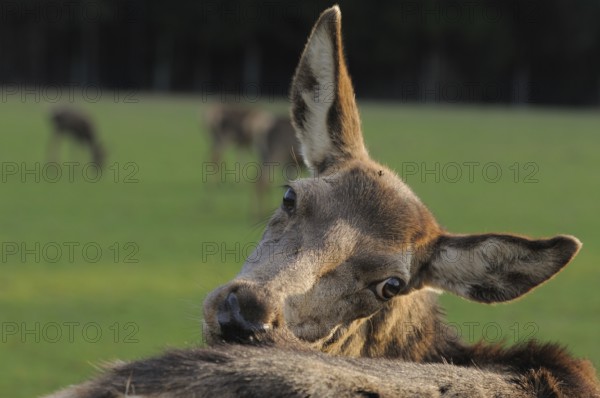 A deer grooming its fur on a green meadow, other animals in the background, red deer (Cervus